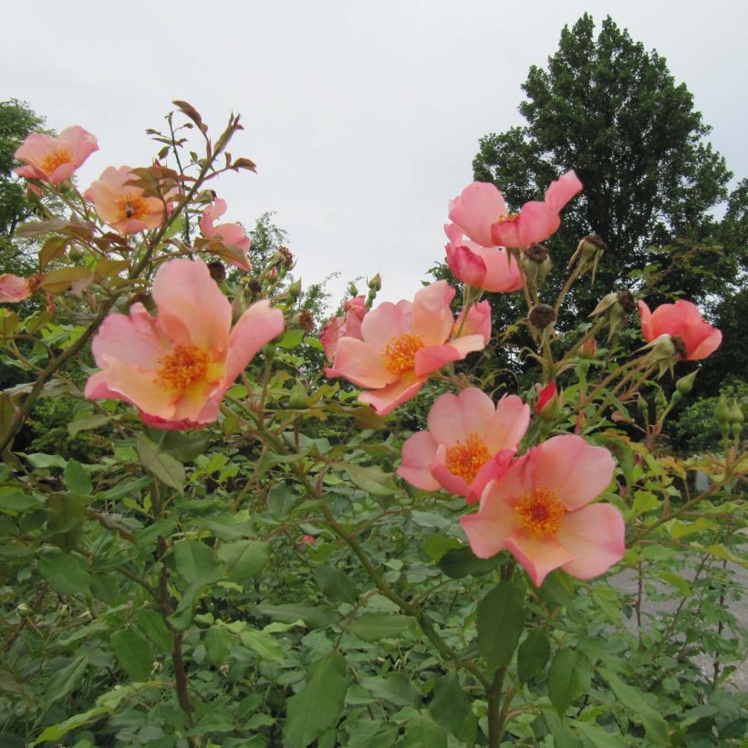 Rosa Morning Mist - Englische Rose (Plant habit)
