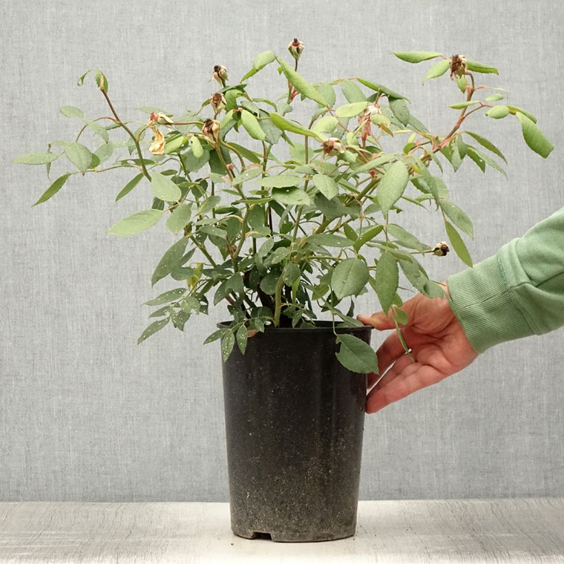 Example of Rosa Mortimer Sackler climbing - Kletterrose Topf mit 4L/5L as you get in ete