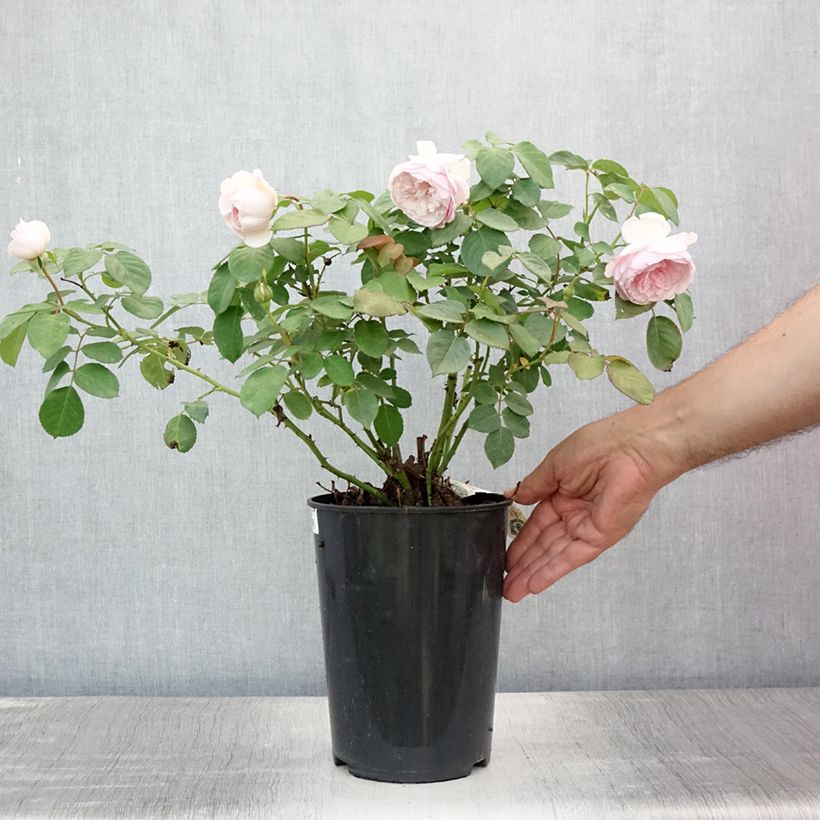 Example of Rosa Olivia Rose Austin - Englische Rose Topf mit 4L/5L as you get in ete