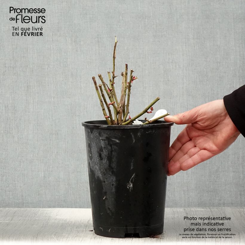 Exemplar von Rosa Port Sunlight - Englische Rose Topf mit 4L/5L wie im Winter geliefert