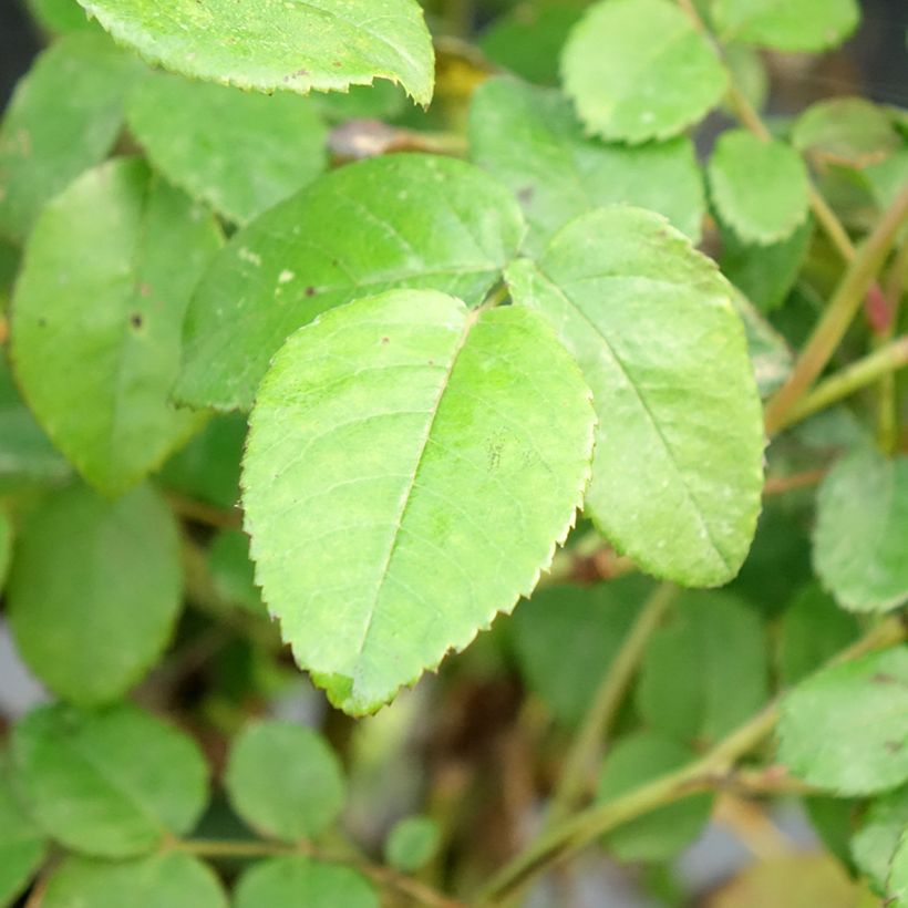 Rosa Port Sunlight - Englische Rose (Foliage)