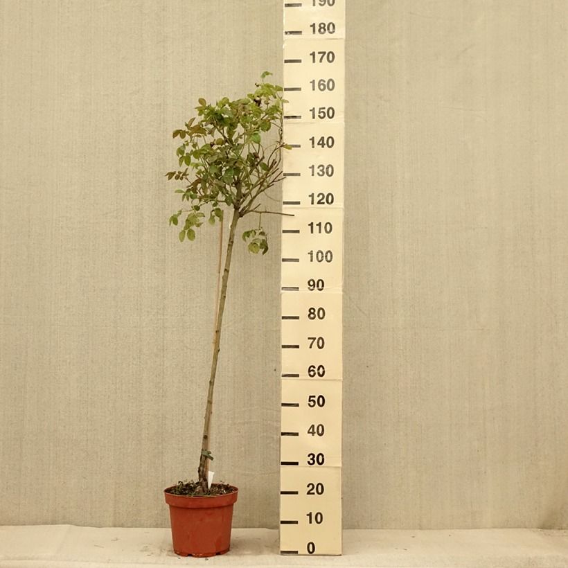 Example of Rosa Port Sunlight - Englische Rose Topf mit 7,5L/10L, Stamm as you get in ete