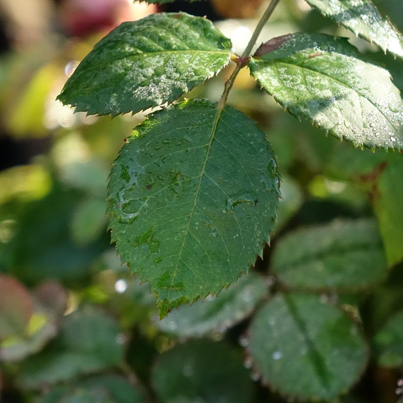 Rosa Princess Alexandra of Kent - Englische Rose (Foliage)