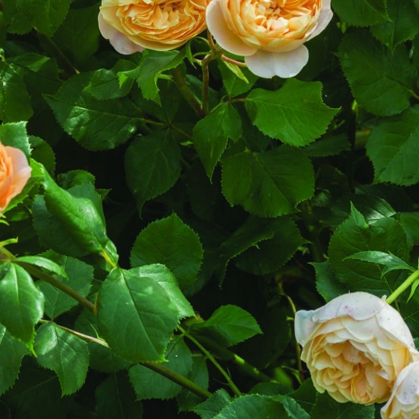 Rosa Roald Dahl - Englische Rose (Foliage)