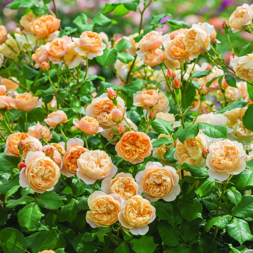 Rosa Roald Dahl - Englische Rose (Flowering)