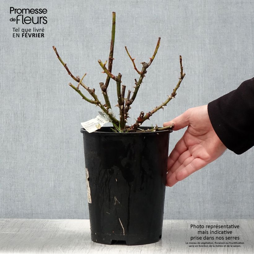 Exemplar von Rosa Roald Dahl - Englische Rose Topf mit 4L/5L wie im Winter geliefert