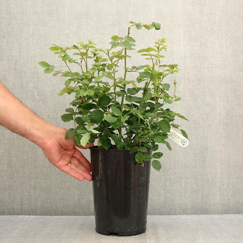 Example of Rosa Royal Jubilee - Englische Rose Topf mit 4L/5L as you get in ete