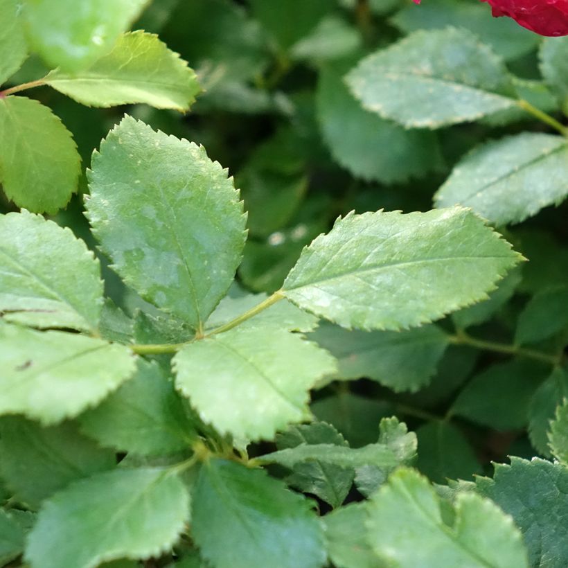 Rosa Sir John Betjeman - Englische Rose (Foliage)