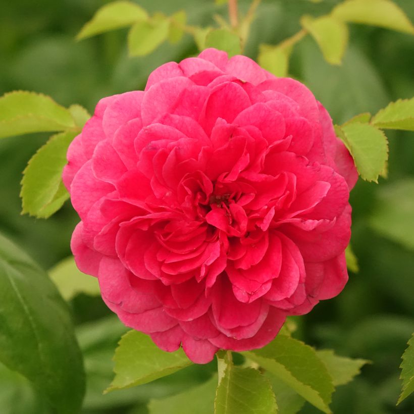 Rosa Sir John Betjeman - Englische Rose (Flowering)