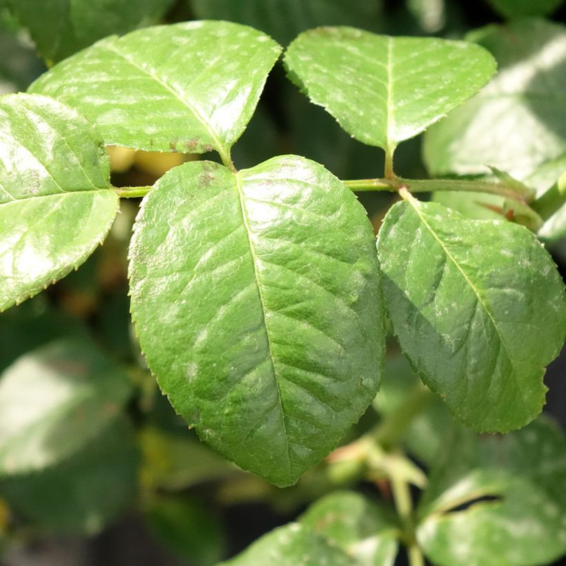 Rosa Strawberry Hill - Englische Rose (Foliage)