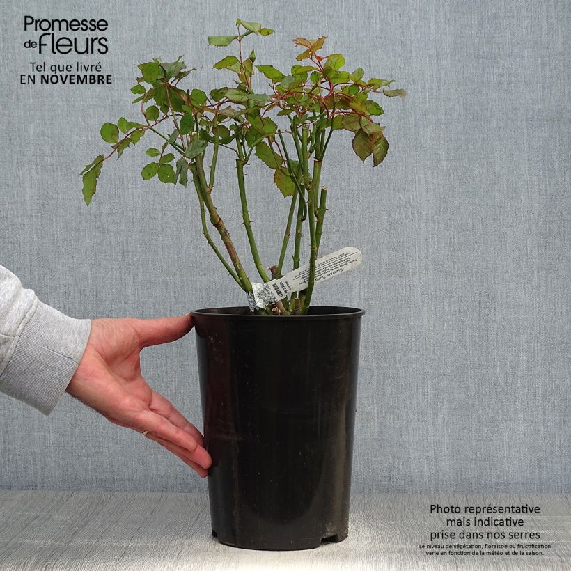 Example of Rosa Summer Song - Englische Rose Topf mit 4L/5L as you get in automne