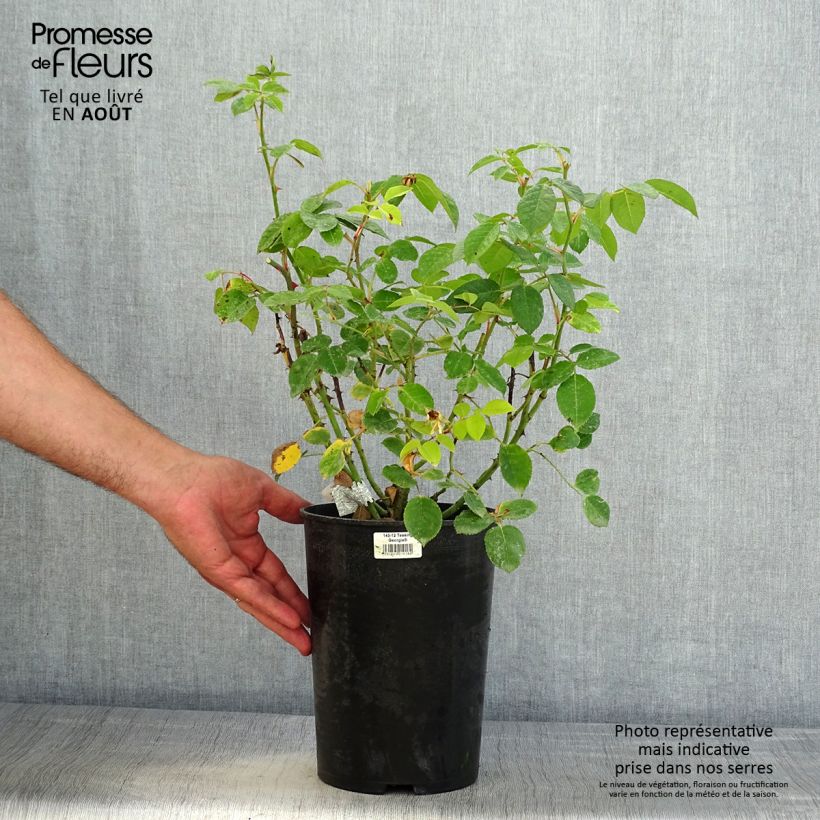 Example of Rosa Teasing Georgia - Englische Rose Topf mit 4L/5L as you get in ete