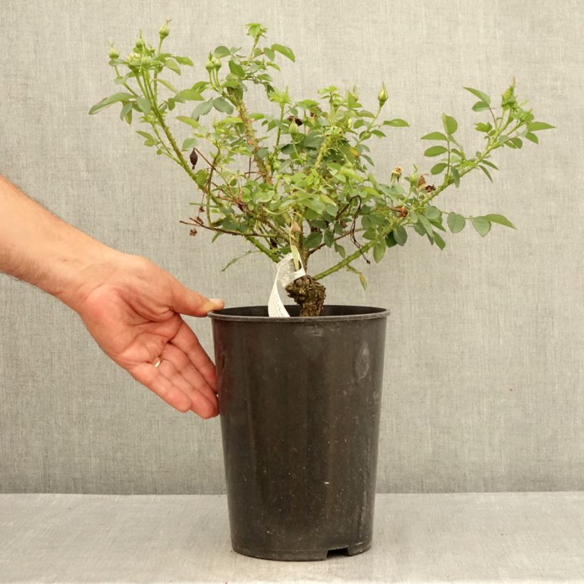 Example of Rosa The Country Parson - Englische Rose Topf mit 4L/5L as you get in ete