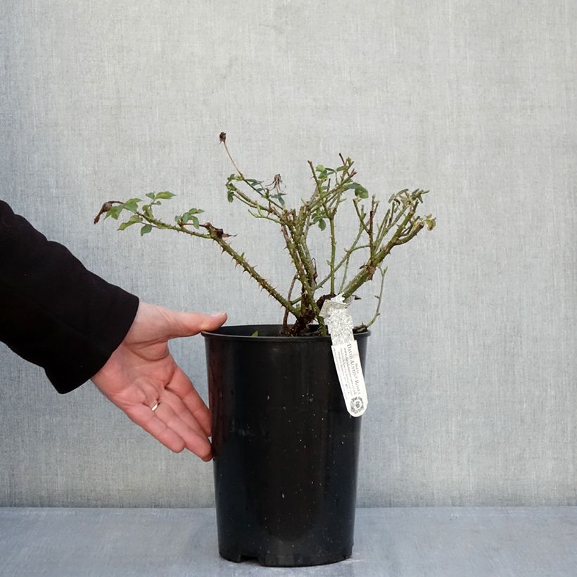 Exemplar von Rosa The Country Parson - Englische Rose Topf mit 4L/5L wie im Winter geliefert