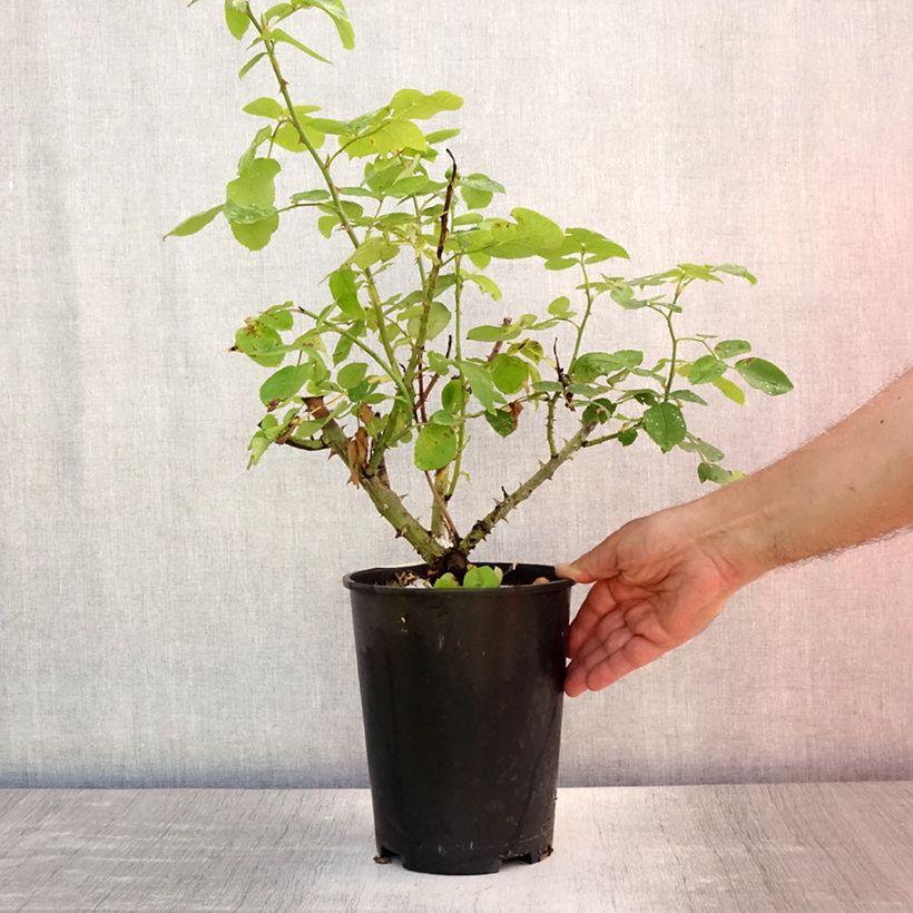Example of Rosa The Lady Gardener - Englische Rose Topf mit 4L/5L as you get in ete