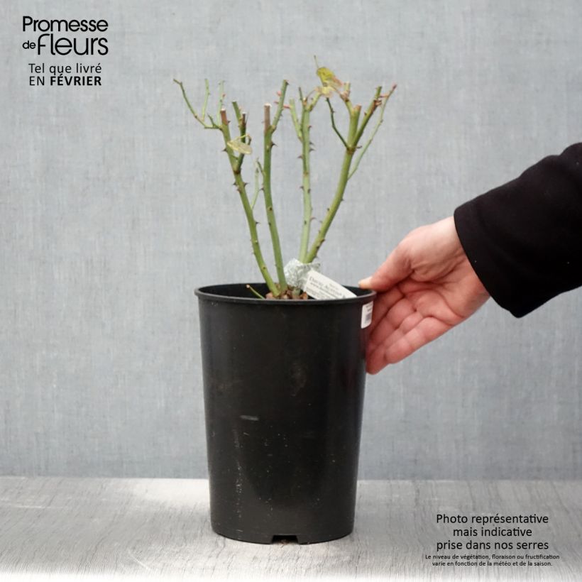 Exemplar von Rosa The Lady Gardener - Englische Rose Topf mit 4L/5L wie im Winter geliefert