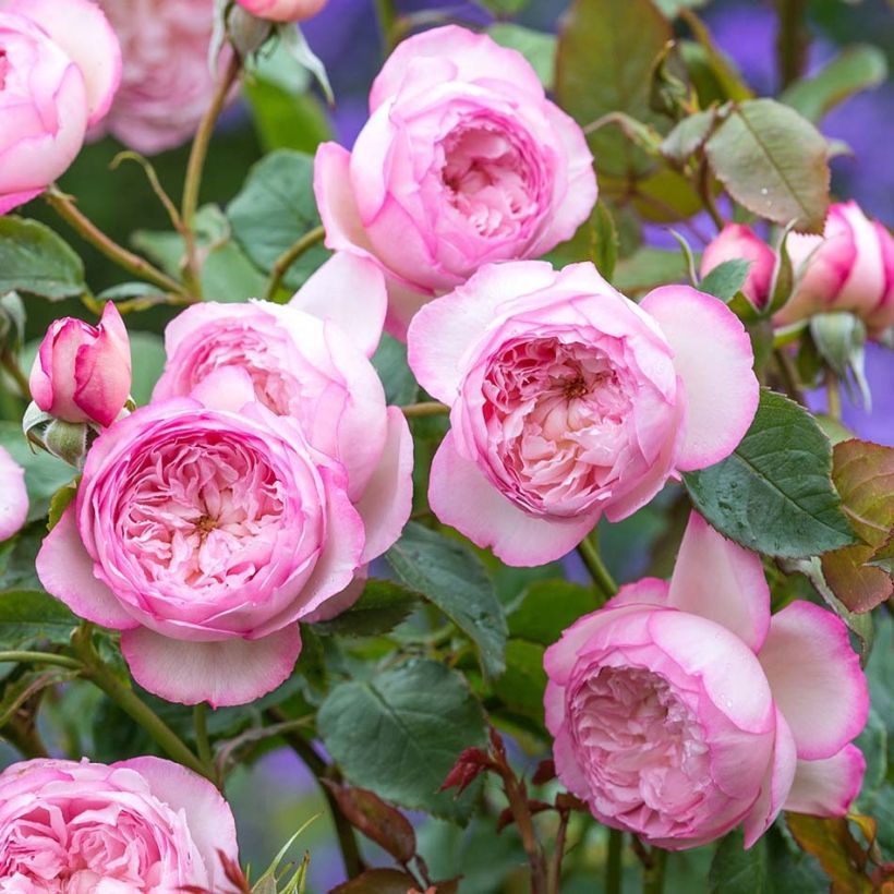 Rosa The Mill on the Floss - Englische Rose (Flowering)