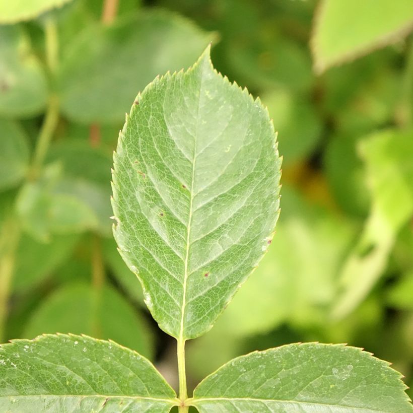 Rosa The Pilgrim - Englische Rose (Foliage)