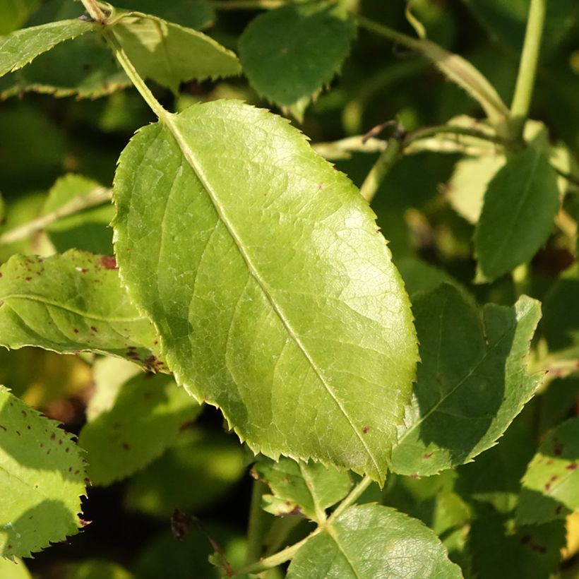 Rosa Tottering-by-Gently - Englische Rose (Foliage)