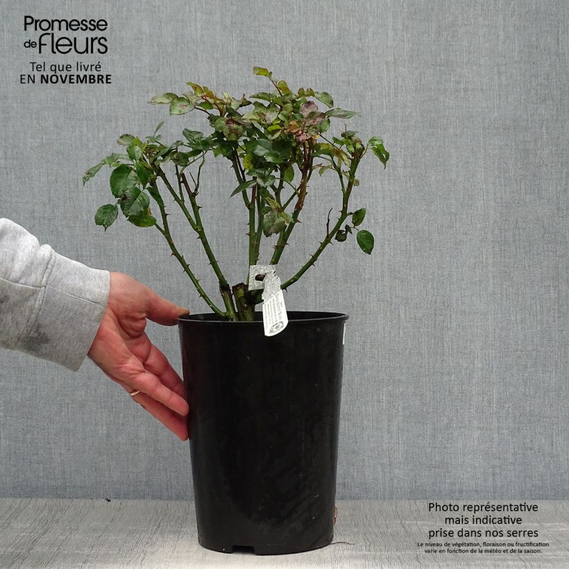 Example of Rosa Tranquillity - Moschus-Rose Topf mit 4L/5L as you get in automne