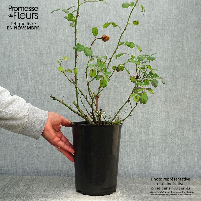 Example of Rosa William and Catherine - Englische Rose Topf mit 4L/5L as you get in automne