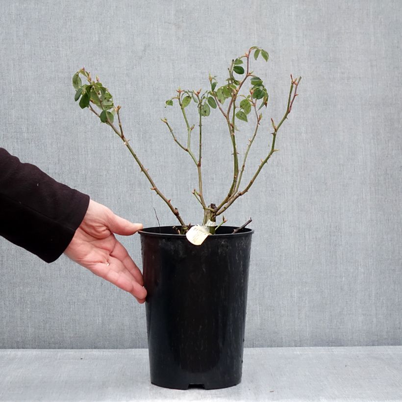 Exemplar von Rosa Wisley 2008 - Englische Rose Topf mit 4L/5L wie im Winter geliefert