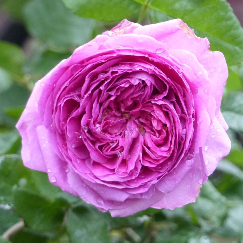 Rosa Young Lycidas - Englische Rose (Flowering)