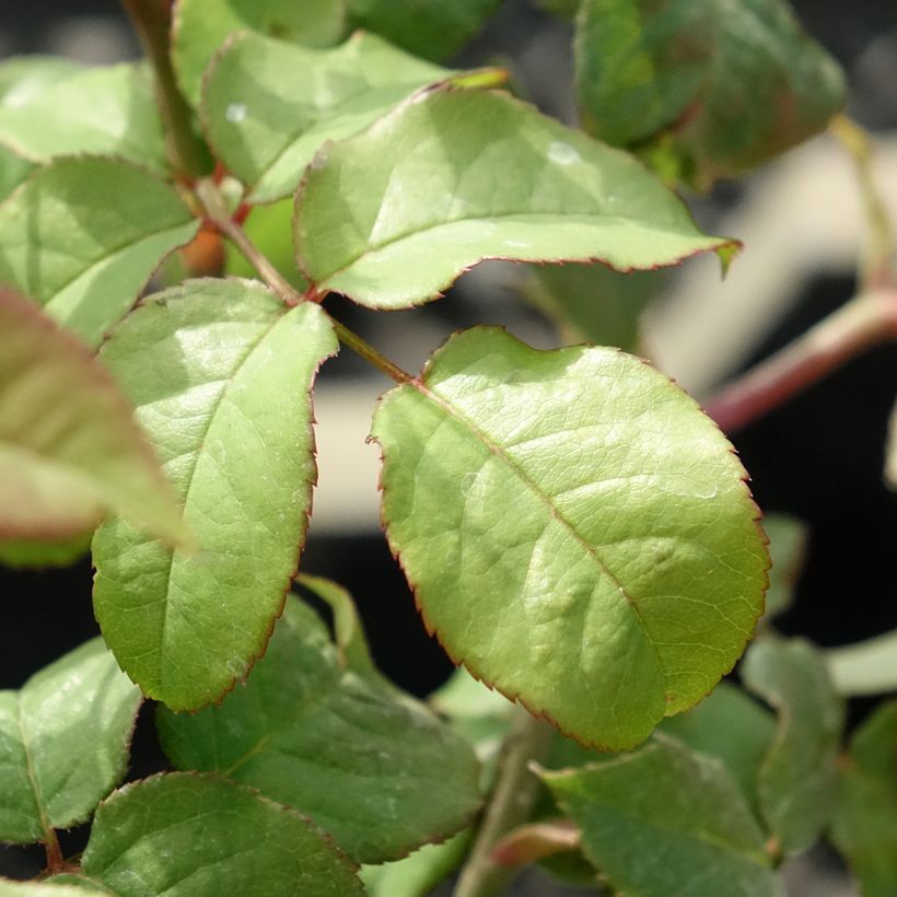Rosa Young Lycidas - Englische Rose (Foliage)