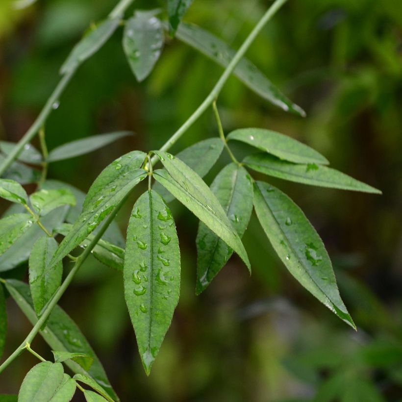 Rosa banksiae var. banksiae Alba Plena - Meran-Rose (Foliage)