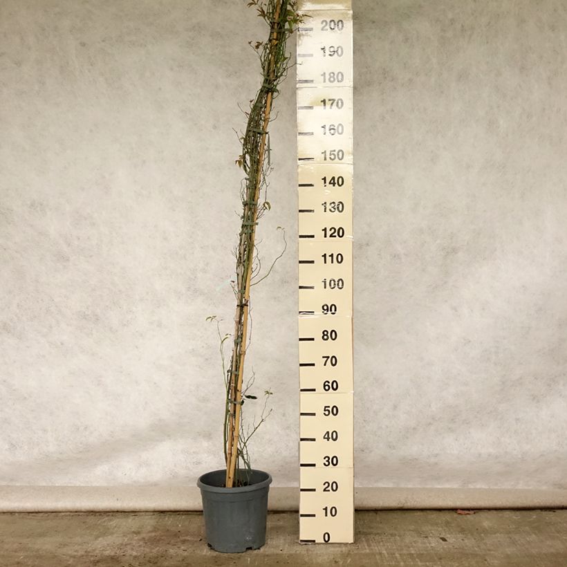 Exemplar von Rosa banksiae var. banksiae Alba Plena - Meran-Rose Topf mit 6L/7L wie im Sommer geliefert