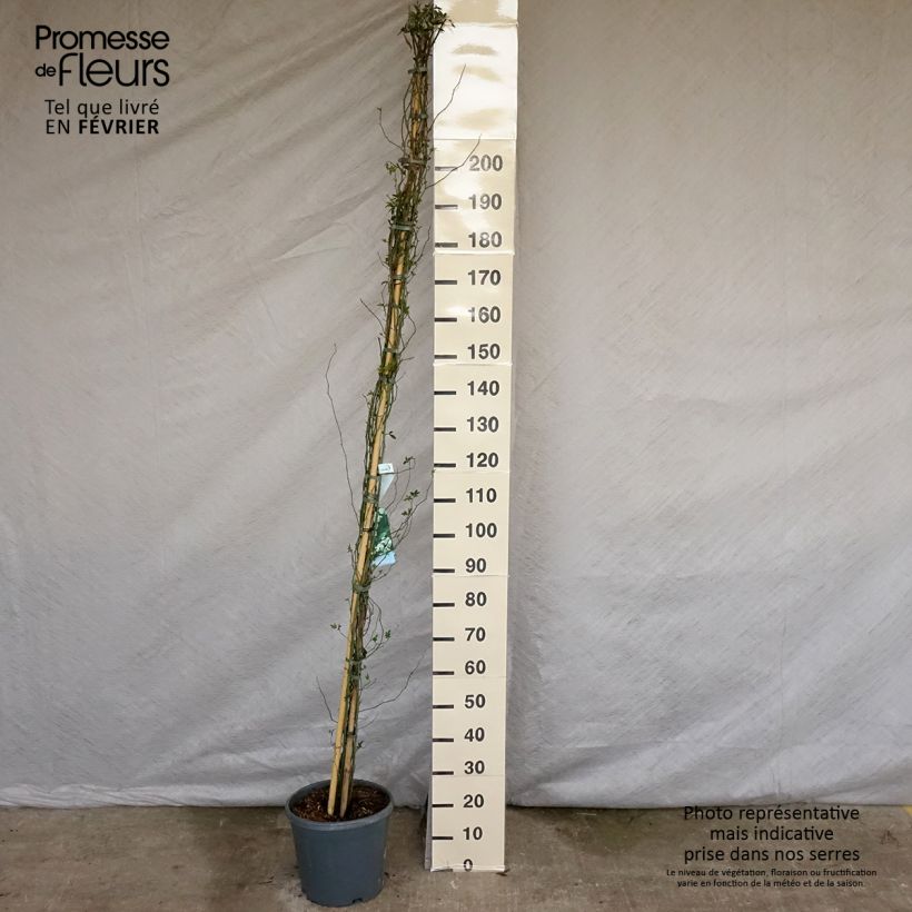 Exemplar von Rosa banksiae var. banksiae Alba Plena - Meran-Rose Topf mit 6L/7L wie im Winter geliefert