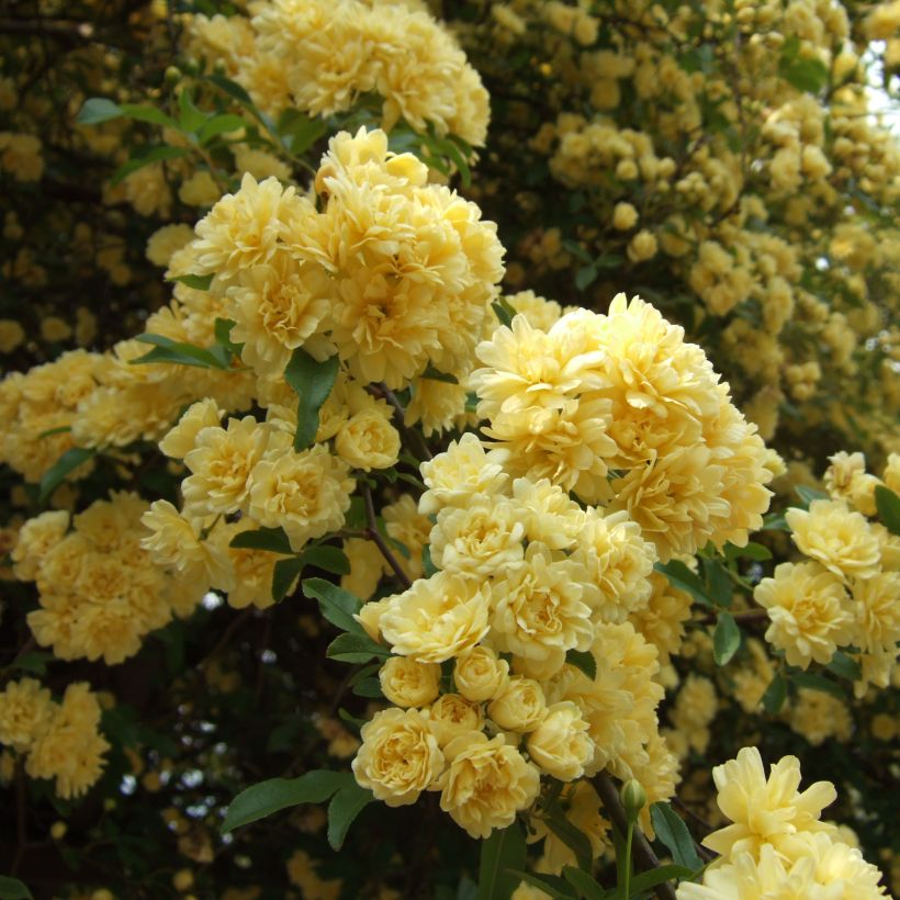 Rosa banksiae Lutea - Meran-Rose (Flowering)