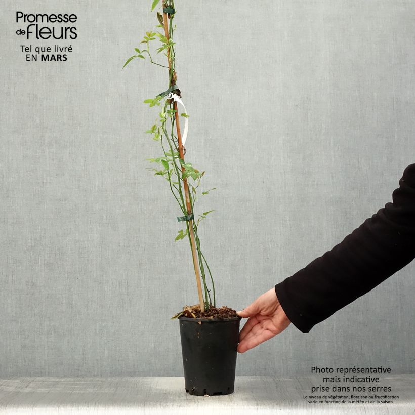 Exemplar von Rosa banksiae Lutea - Meran-Rose Topf mit 2L/3L wie im Frühjahr geliefert