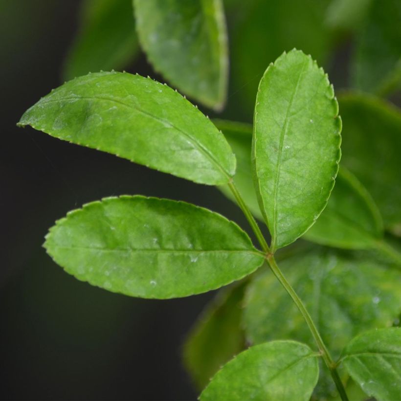 Rosa banksiae Rosea - Meran-Rose (Foliage)