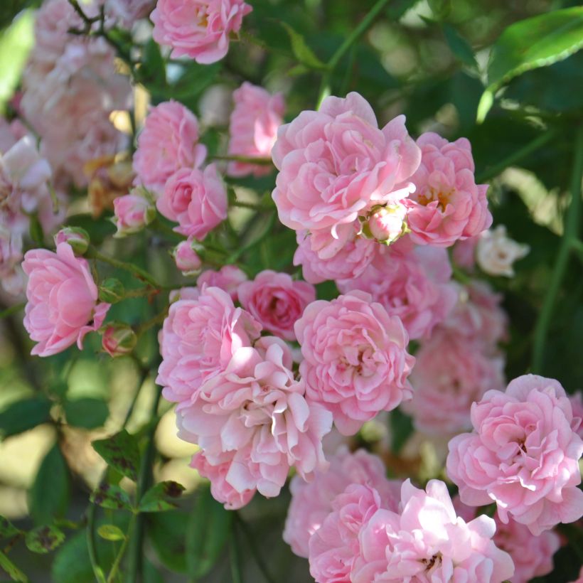 Rosa banksiae Rosea - Meran-Rose (Flowering)