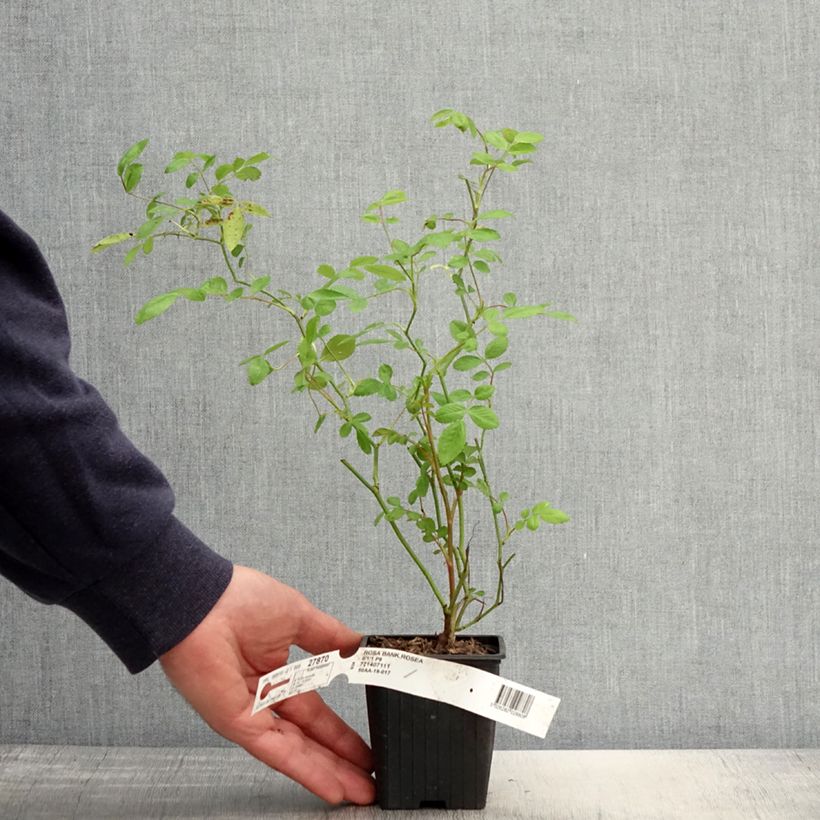 Exemplar von Rosa banksiae Rosea - Meran-Rose Kleine Töpfe von 8/9 cm wie im Frühjahr geliefert