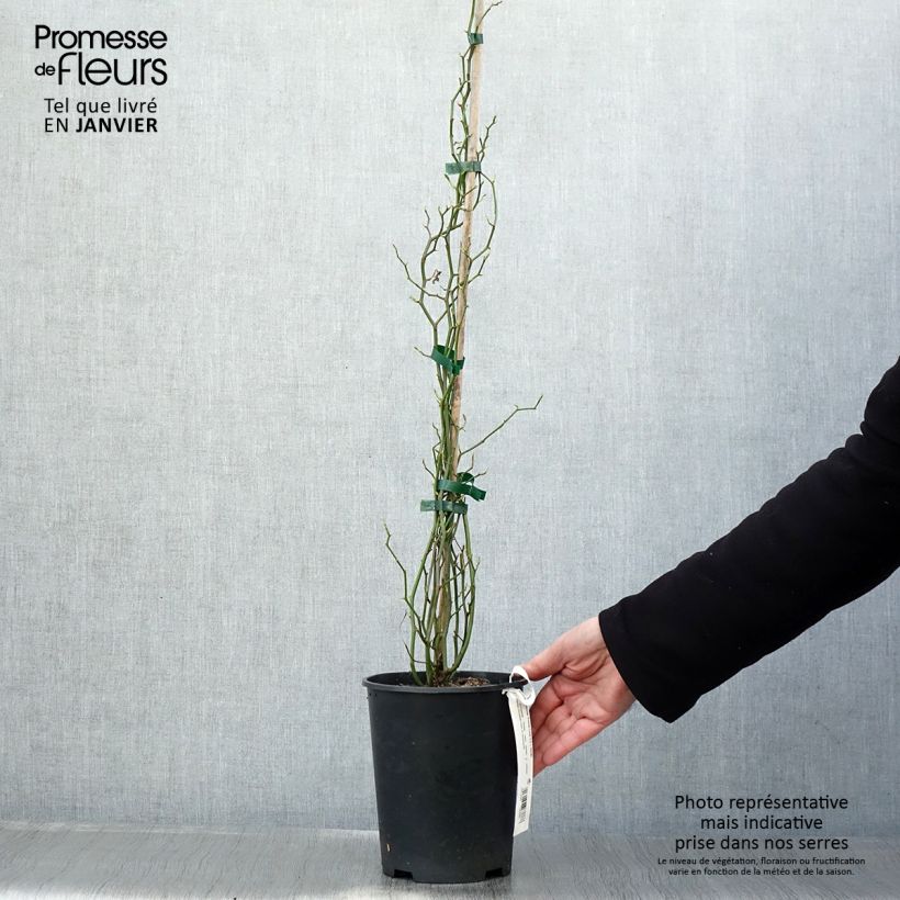 Exemplar von Rosa banksiae Rosea - Meran-Rose Topf mit 2L/3L wie im Winter geliefert