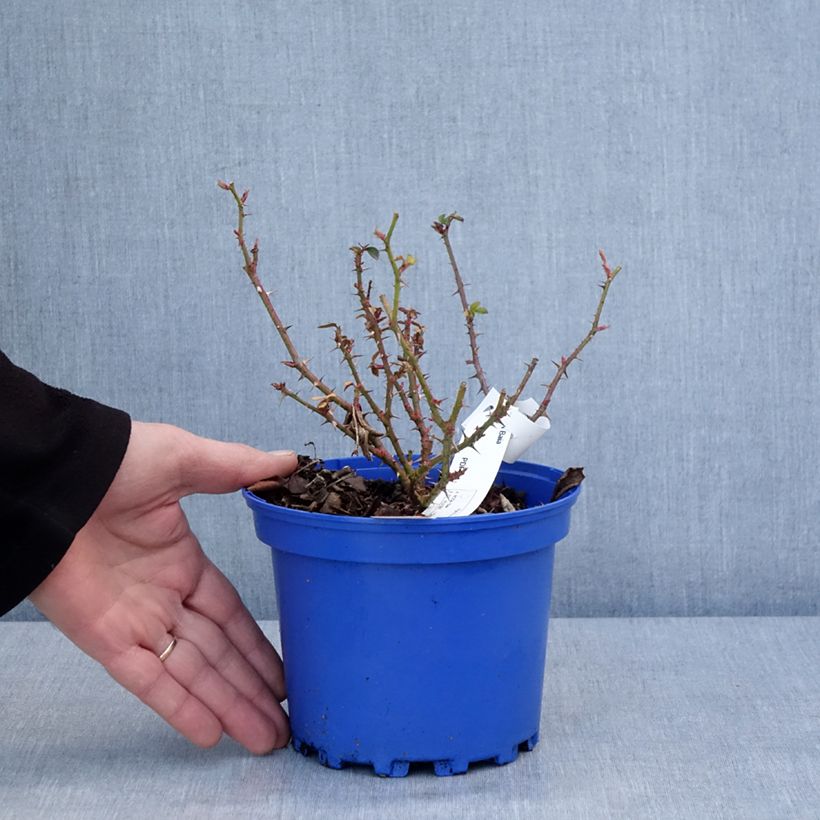 Example of Rosa Decorosier Baia - Bodendecker-Rose Topf mit 2L/3L as you get in hiver
