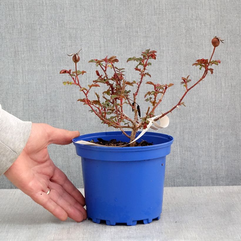 Exemplar von Rosa Decorosier Baia - Bodendecker-Rose Topf mit 2L/3L wie im Frühjahr geliefert