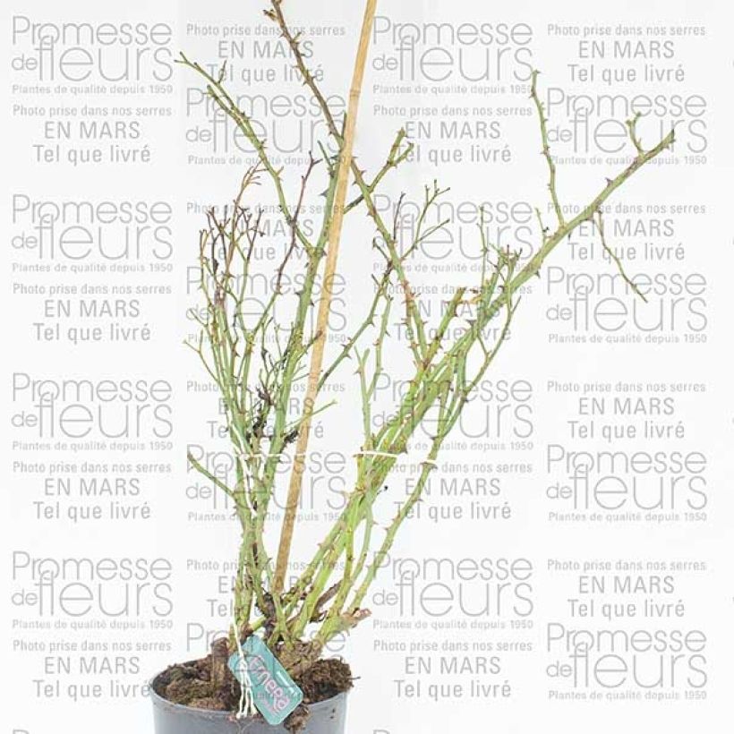 Beispiel eines Exemplars von Rosier Décorosiers EMERA grimpant Pot de 4L/5L wie geliefert