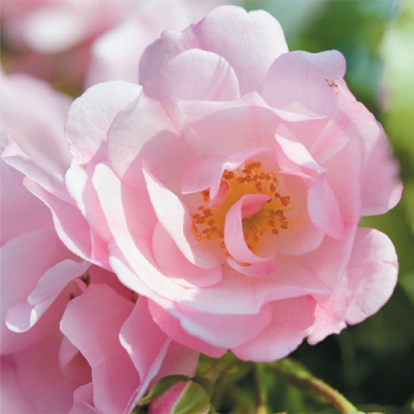 Rosa Mareva - Bodendecker-Rose (Flowering)
