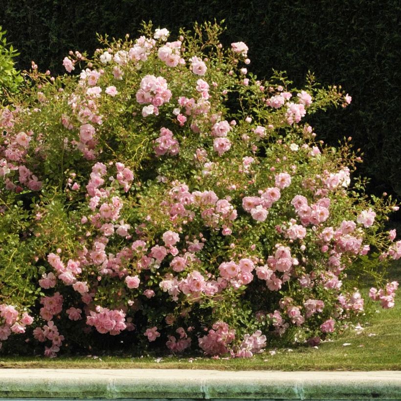 Rosa Mareva - Bodendecker-Rose (Plant habit)