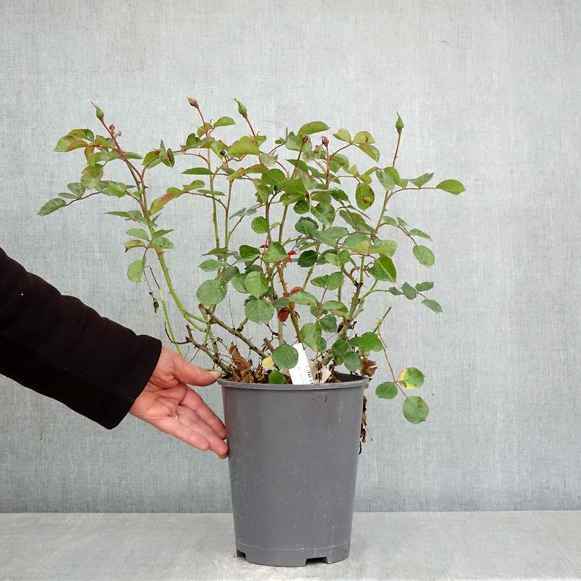 Exemplar von Rosa New Vesuvia - Bodendecker-Rose Topf mit 4L/5L wie im Frühjahr geliefert