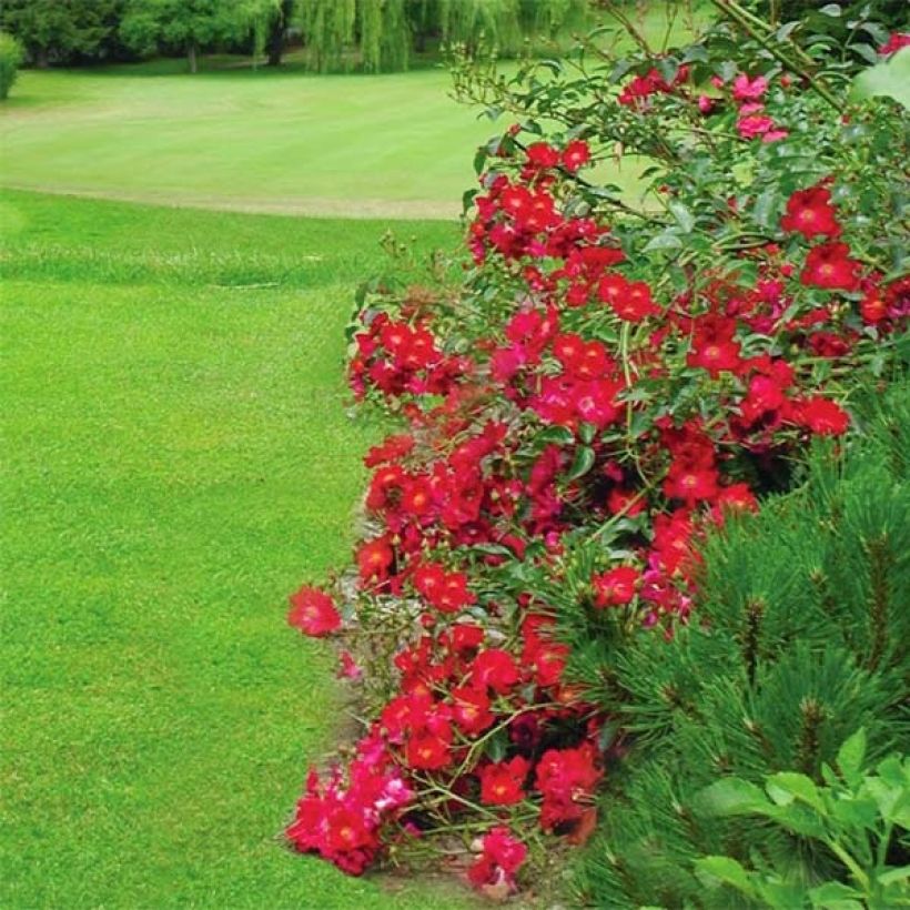Rosa Vesuvia - Bodendecker-Rose (Flowering)