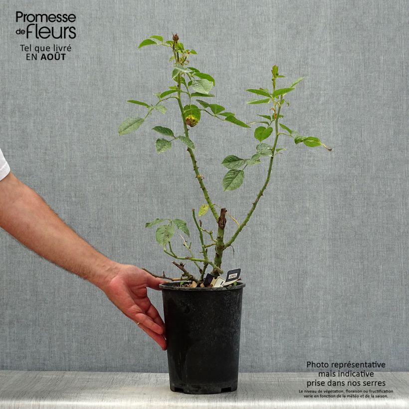 Example of Rosa Amber Voluptia - Bodendecker-Rose Topf mit 4L/5L as you get in ete