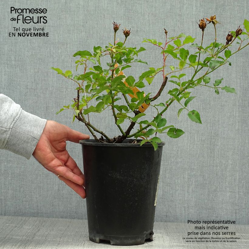 Example of Rosa Calizia - Bodendecker-Rose Topf mit 4L/5L as you get in automne