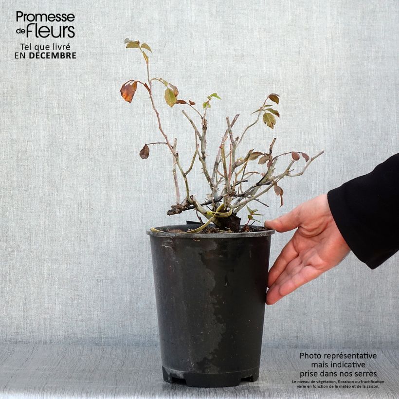 Example of Rosa Celina - Bodendecker-Rose Topf mit 4L/5L as you get in automne