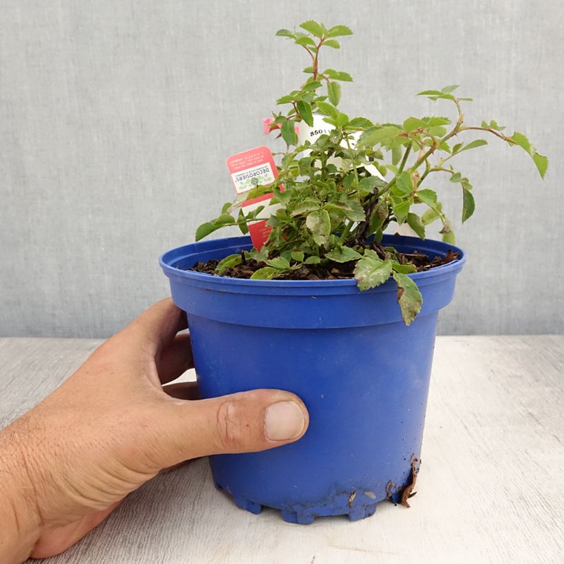 Exemplar von Rosa Isalia - Bodendecker-Rose Topf mit 2L/3L wie im Sommer geliefert