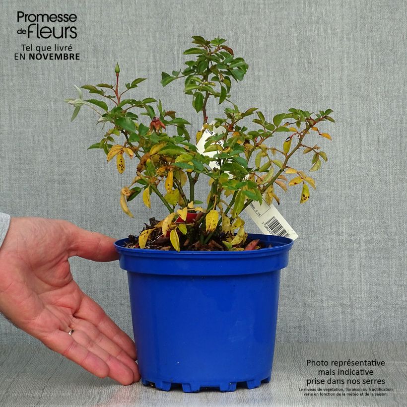 Example of Rosa Isalia - Bodendecker-Rose Topf mit 2L/3L as you get in automne