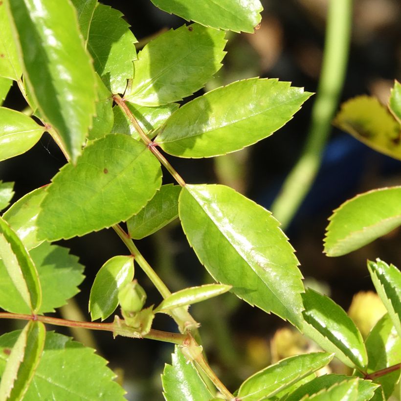 Rosa Isalia - Bodendecker-Rose (Laub)